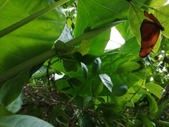 Dryas iulia moderata