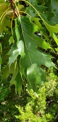 Quercus shumardii