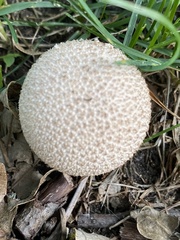 Lycoperdon marginatum