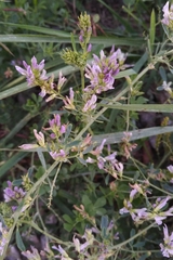 Medicago sativa