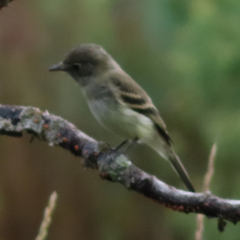 Empidonax minimus