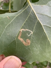 Stigmella populetorum