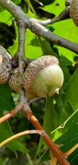 Quercus shumardii