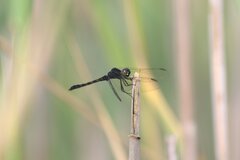 Erythrodiplax berenice