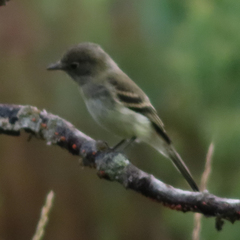 Empidonax minimus