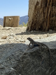 Sceloporus graciosus