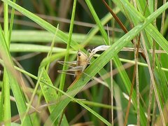 Conocephalus spartinae