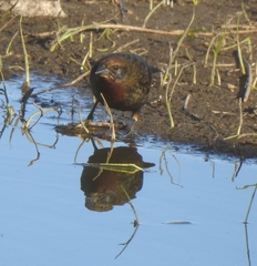 Chrysomus ruficapillus