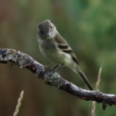 Empidonax minimus