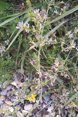 Medicago sativa