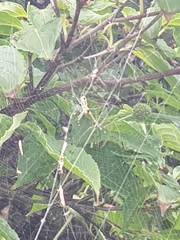 Trichonephila clavata