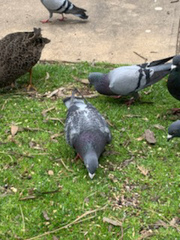 Columba livia domestica