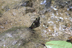Catasticta ctemene