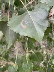 Stigmella populetorum