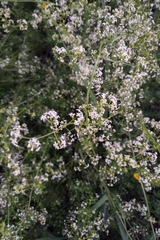 Galium album