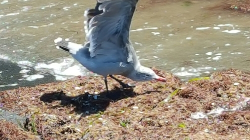 Larus heermanni