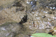 Catasticta ctemene
