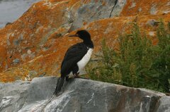 Leucocarbo magellanicus