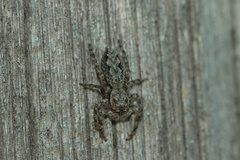 Platycryptus undatus
