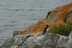 Leucocarbo magellanicus