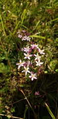 Centaurium erythraea
