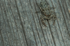 Platycryptus undatus