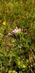 Centaurium erythraea