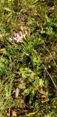 Centaurium erythraea