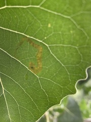 Stigmella populetorum