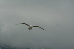 Larus dominicanus dominicanus