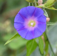 Ipomoea hederacea