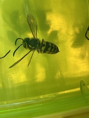 Vespula pensylvanica