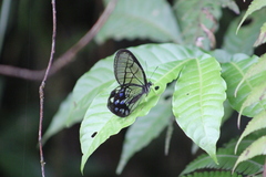 Pseudohaetera mimica