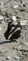 Limenitis arthemis rubrofasciata