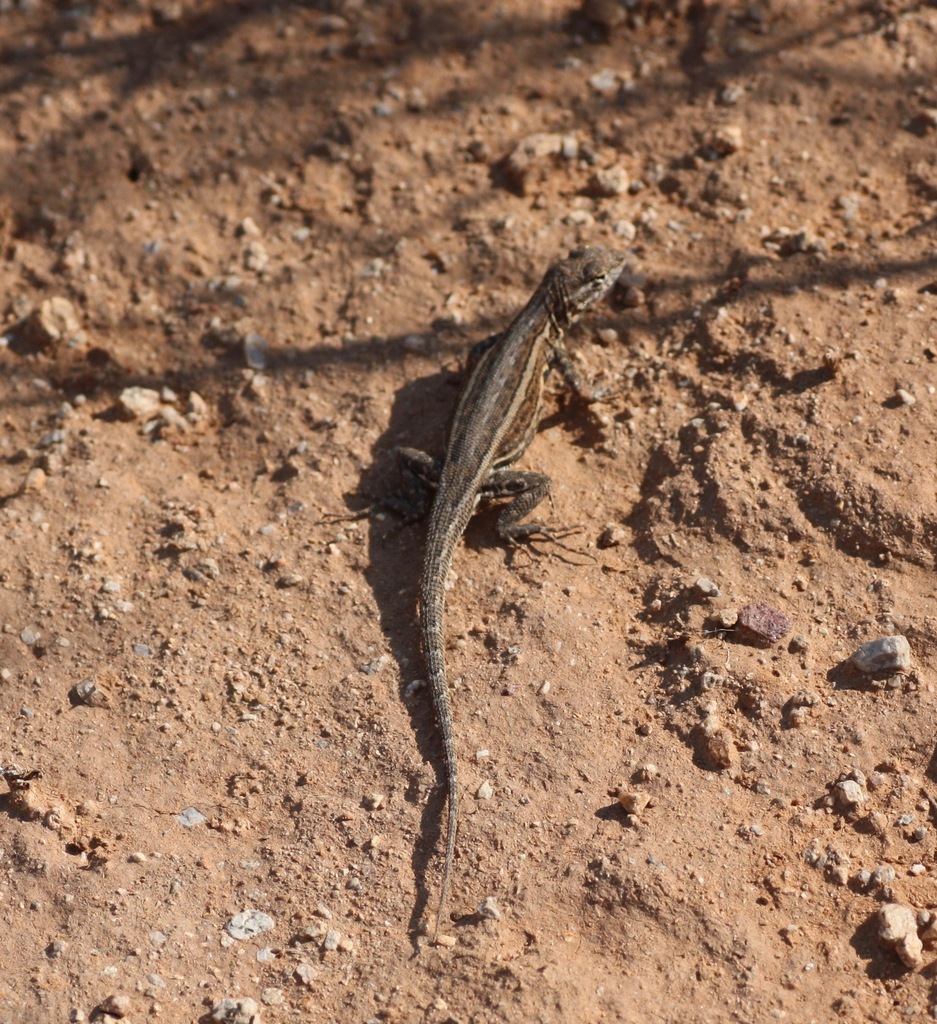 Desert Side-blotched Lizard