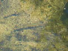 Salvelinus fontinalis