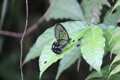 Pseudohaetera mimica