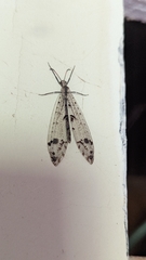 Dendroleon obsoletus