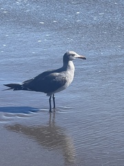 Larus heermanni