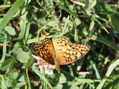 Euptoieta claudia