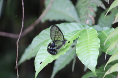 Pseudohaetera mimica