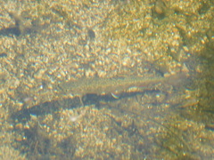 Salvelinus fontinalis