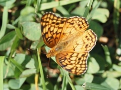 Euptoieta claudia