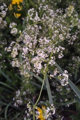 Galium album
