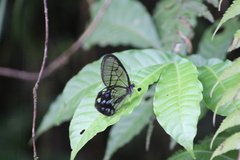 Pseudohaetera mimica