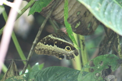 Caligo oberthurii