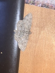 Aethalura intertexta