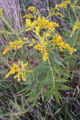 Solidago