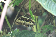 Caligo oberthurii