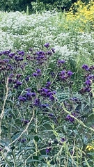 Vernonia fasciculata